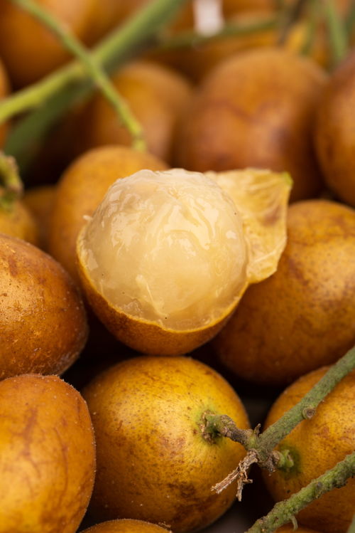 黃皮果特寫特產夏季水果美食攝影圖 攝影