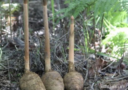 濕潤(rùn)的竹林里,有1種野生的 天麻 ,1斤價(jià)值 300元 ,珍貴