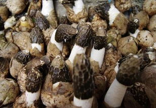 種植天麻的樹木俗稱 菌柴 上面長的蘑菇能吃么