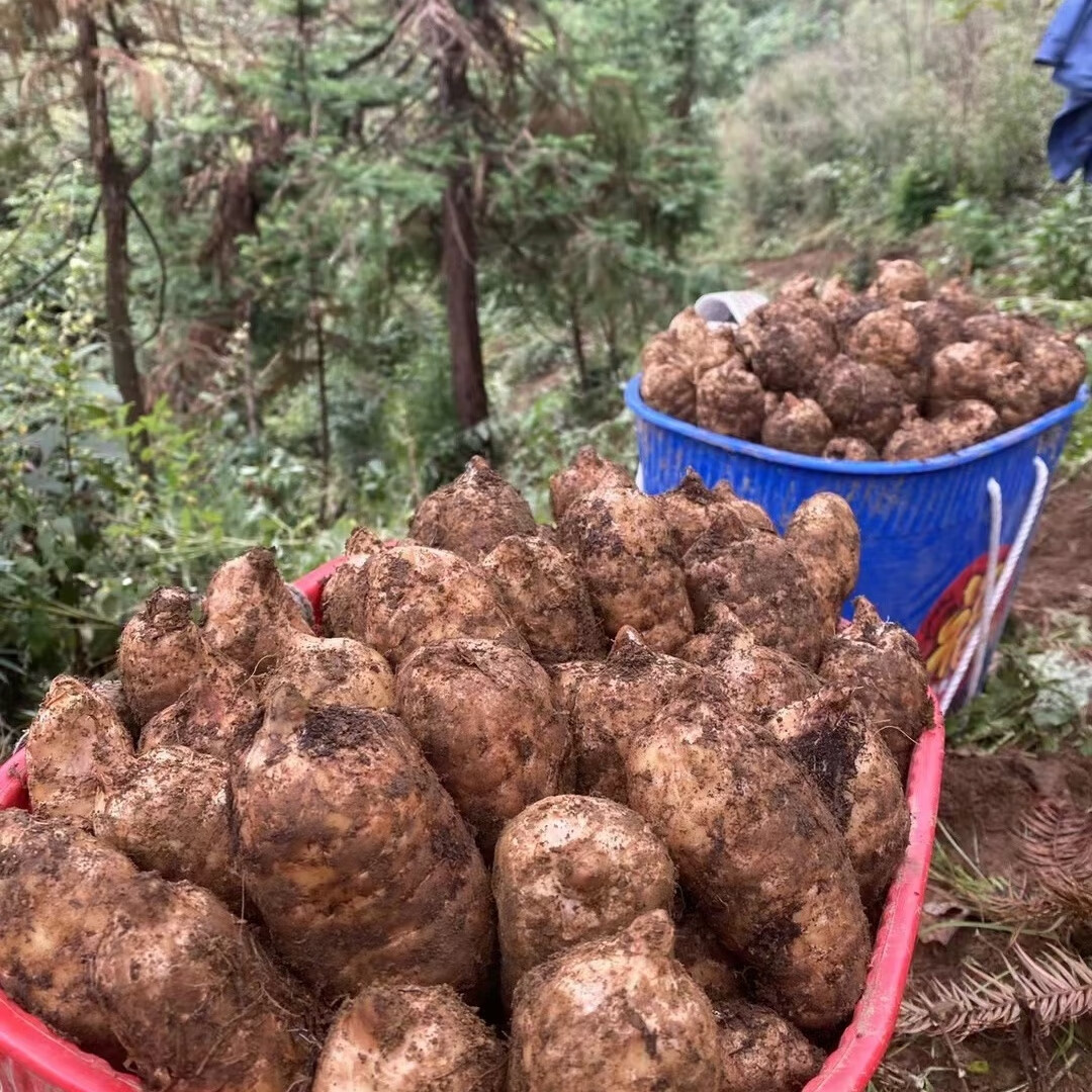 天麻云南鮮天麻昭通新鮮天麻小草壩當季深山現挖現發 當季鮮.