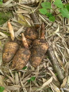 看大關山里人找野生天麻,帶你走進天麻的另一個世界 美食 網