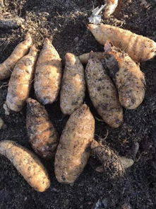 我是第一書記,我為俺村代言