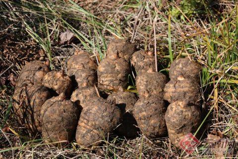 云南昭通高原特色產(chǎn)業(yè)高質(zhì)量發(fā)展 推動(dòng)農(nóng)業(yè)大市向農(nóng)業(yè)強(qiáng)市轉(zhuǎn)變