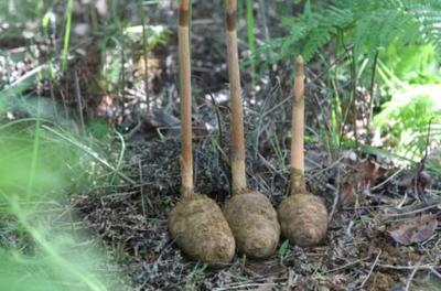 天麻產地及其價值探析