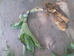 土天麻的學(xué)名探秘 一種被誤稱的美味根莖植物