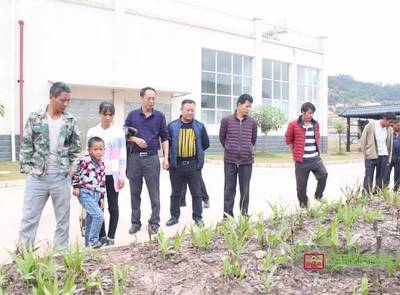 科技賦能 產(chǎn)業(yè)興農(nóng)——鎮(zhèn)沅開展天麻中藥材種植技術(shù)培訓(xùn)助力鄉(xiāng)村振興