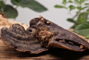 麗江特產(chǎn)珍品 靈芝與天麻的選購指南與聯(lián)系方式
